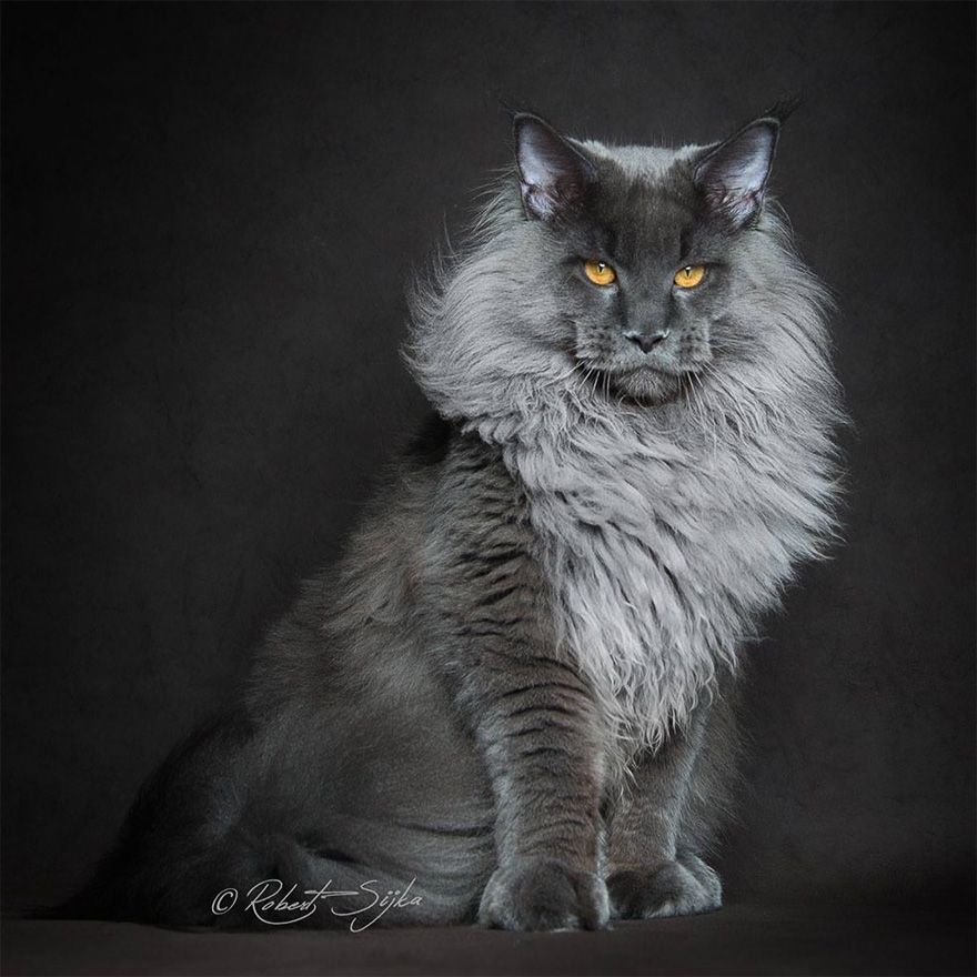 самая большая-кошка-мейн-кун-фотография-Роберт-Сийка-15