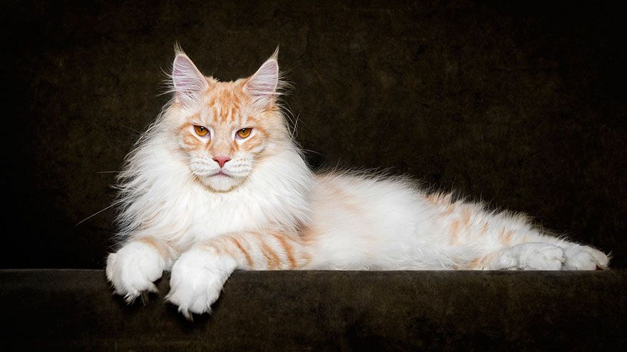 самый большой-мейн-кун-кошка-фотография-Роберт-Сийка-10