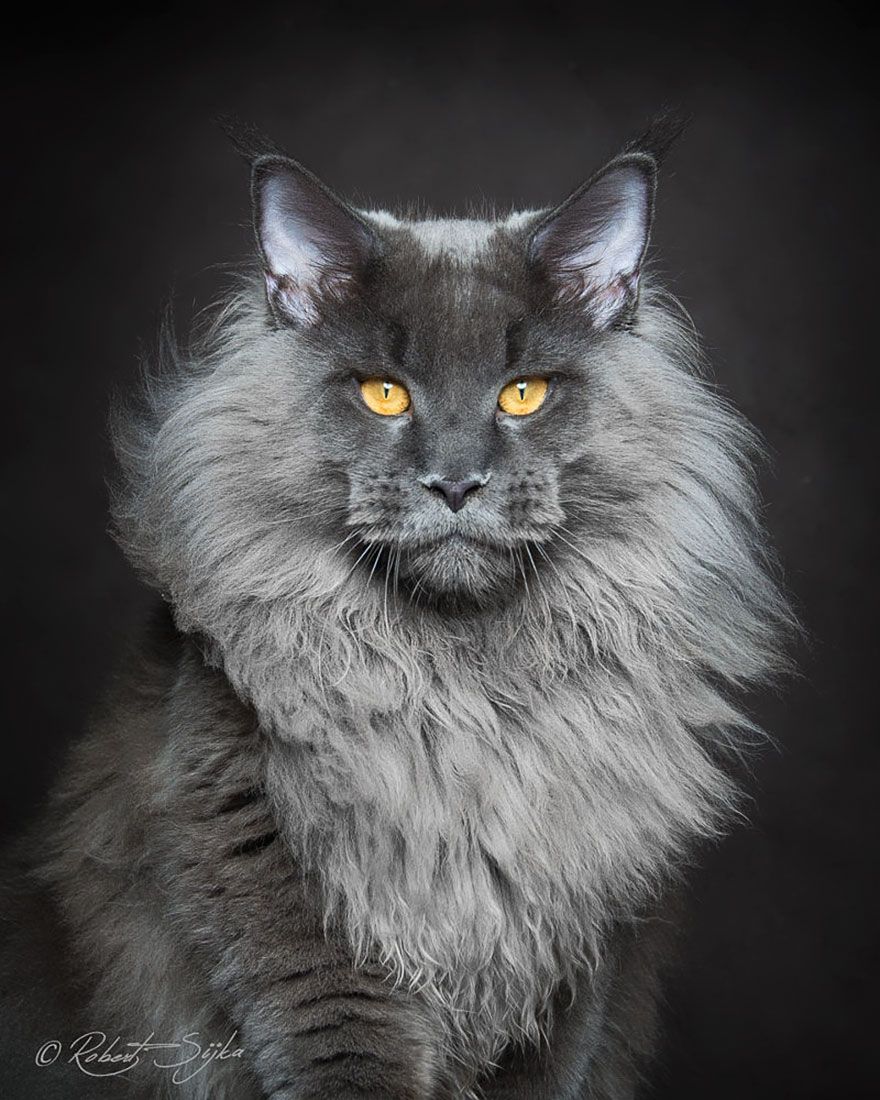 самый большой-мейн-кун-кошка-фотография-Роберт-Сийка-12