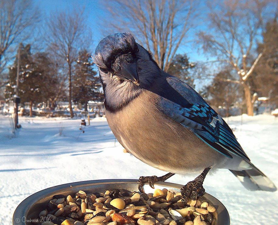 bird-feeder-camera-birds-photos-lisa-ca-8