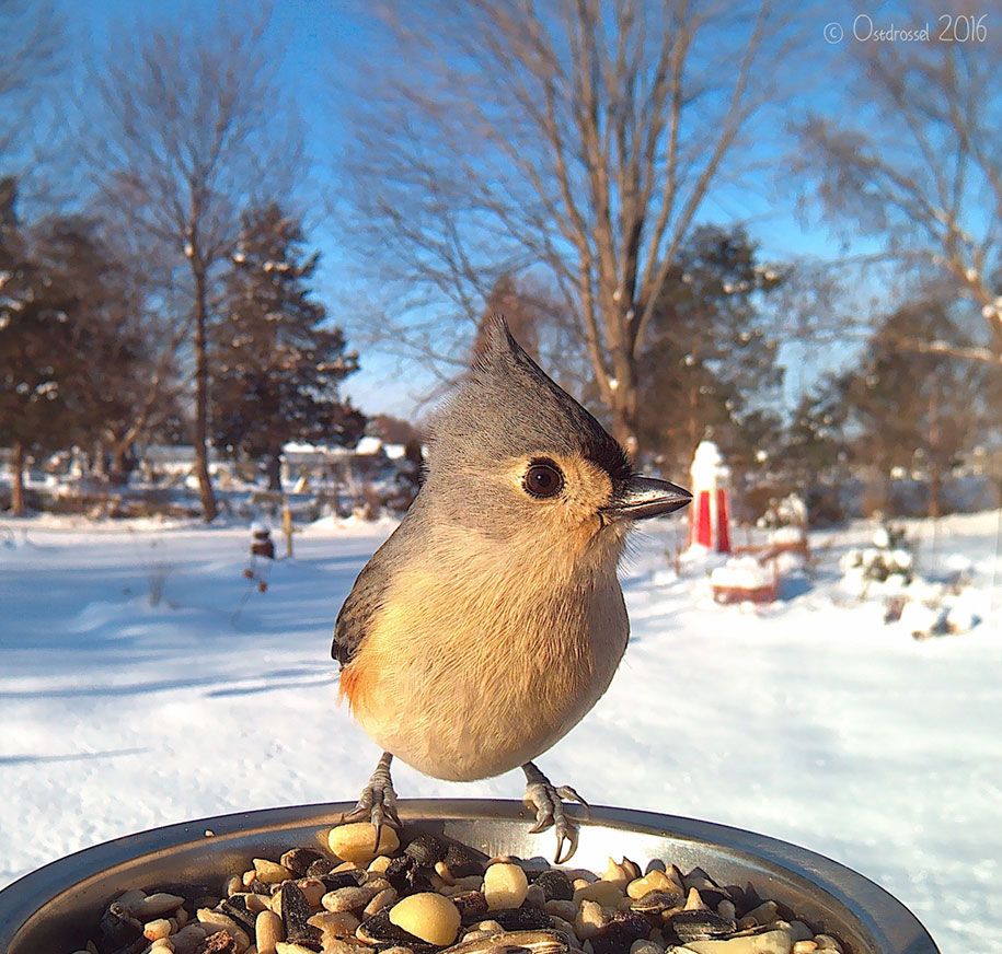 bird-feeder-camera-birds-photos-lisa-ca-10