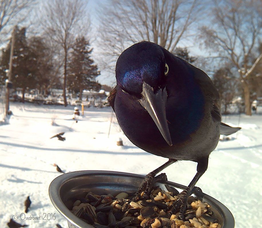bird-feeder-camera-birds-photos-lisa-ca-5