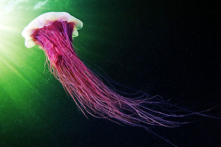 medúza-víz alatti-fotózás-alexander-semenov-10