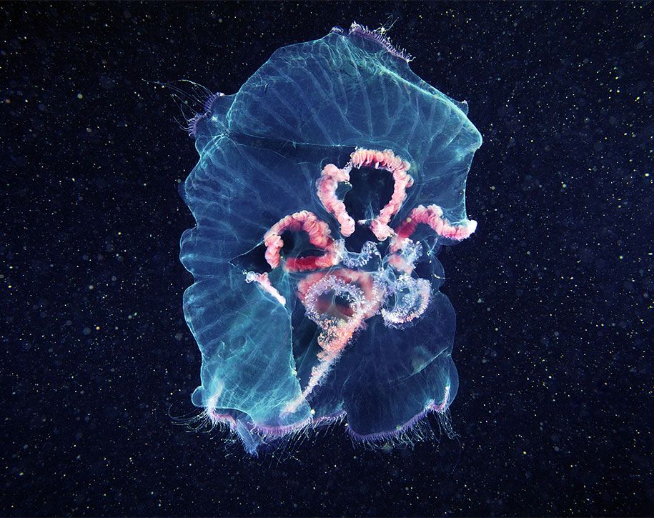 água-viva-fotografia-subaquática-alexander-semenov-11