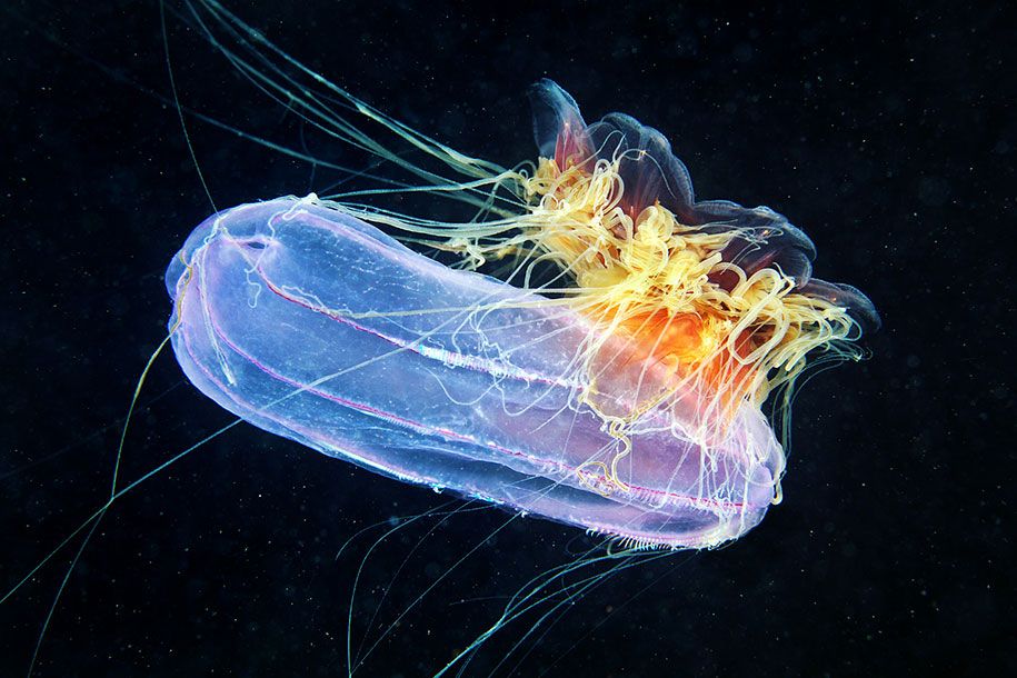 medūza-povandeninė fotografija-aleksandras-semenovas-12
