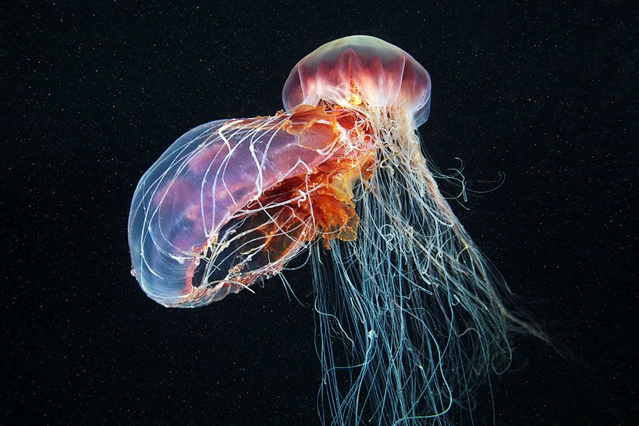 água-viva-fotografia subaquática-alexander-semenov-23