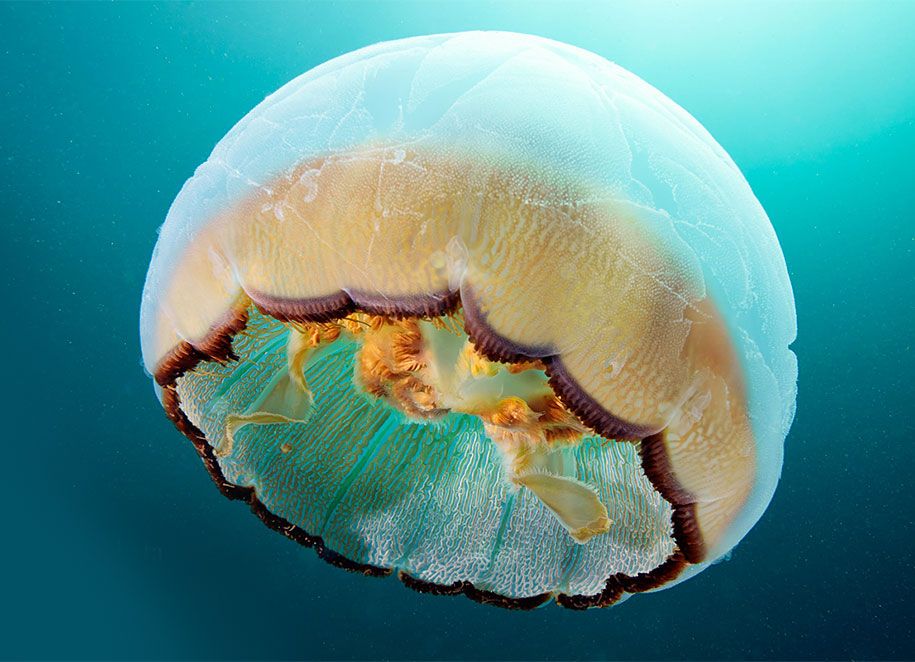 ubur-ubur-bawah air-fotografi-alexander-semenov-13