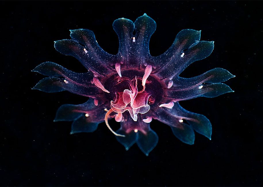 medusas-fotografía-submarina-alexander-semenov-14
