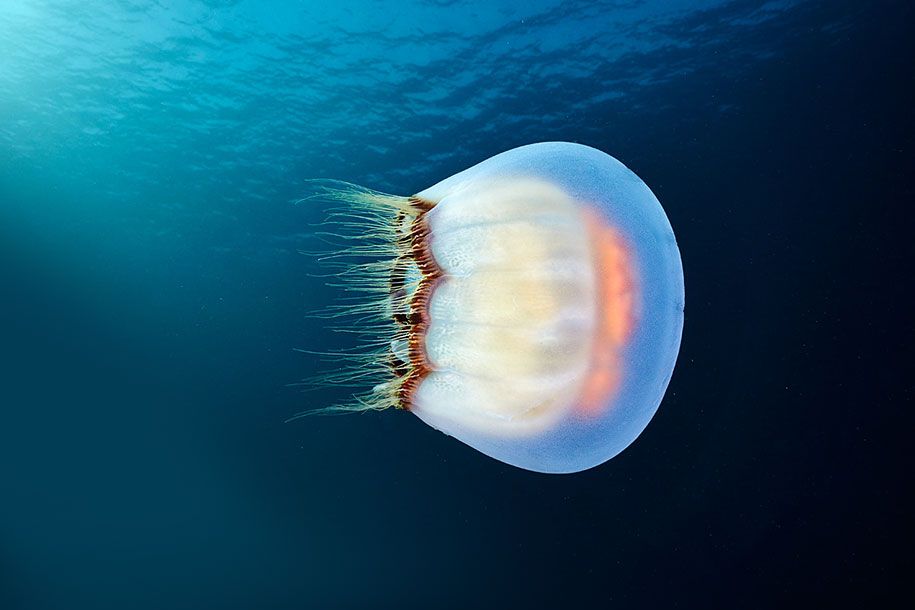 medúza-podvodní fotografie-alexander-spermov-15
