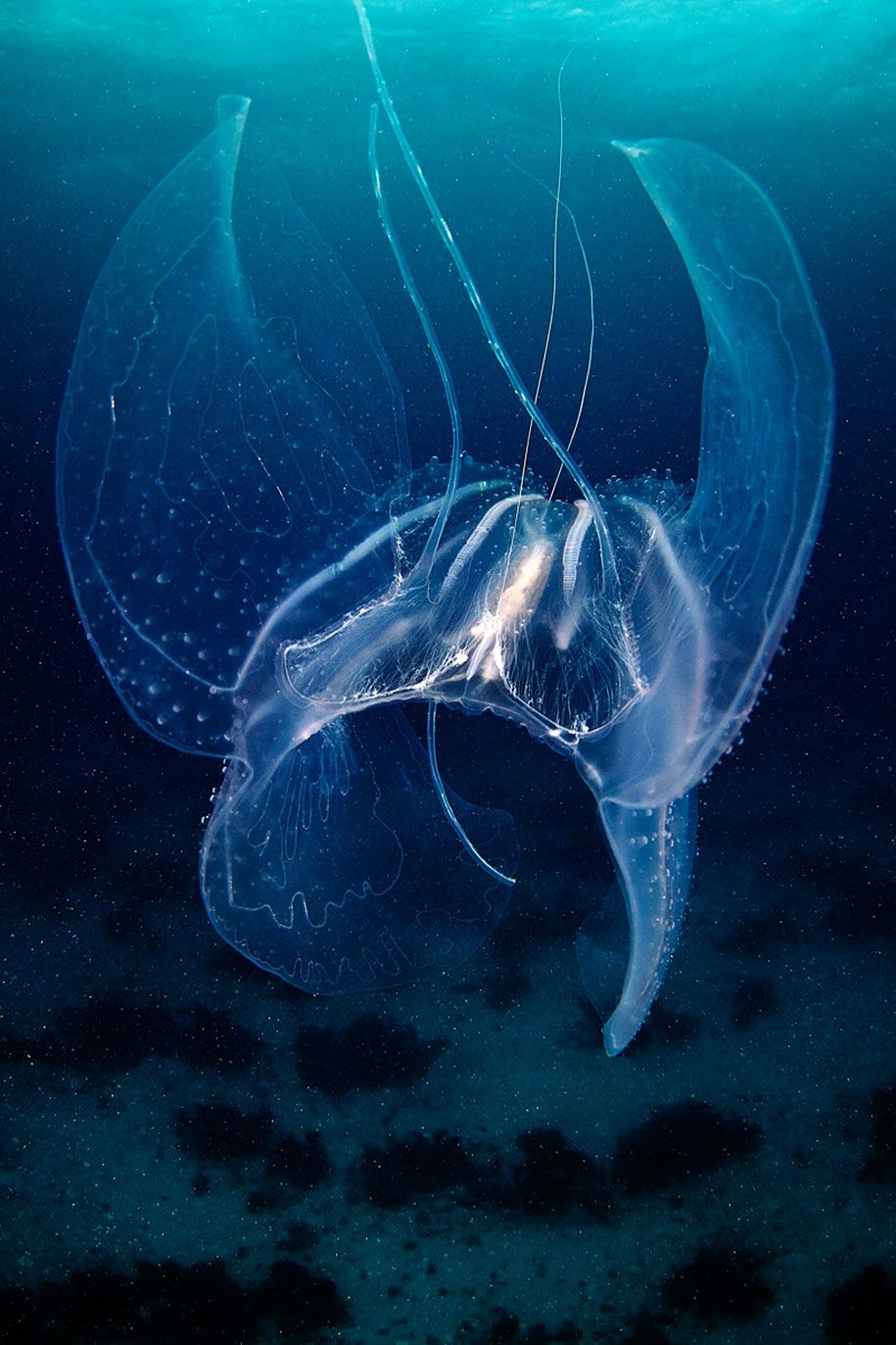 قنديل البحر-التصوير-تحت الماء-الكسندر-سيمينوف -16