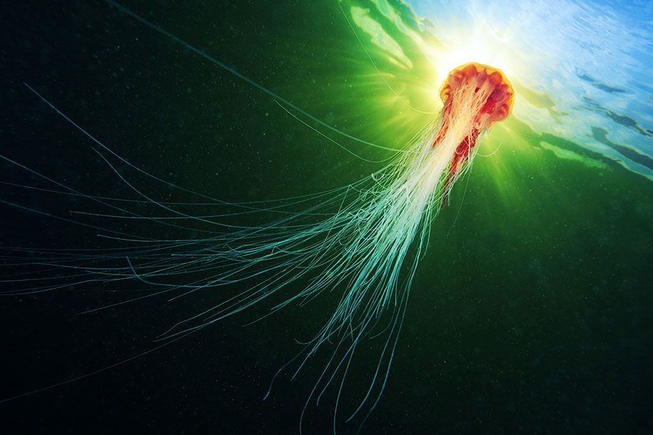 fotografia-medusa-submarina-alexander-semenov-17