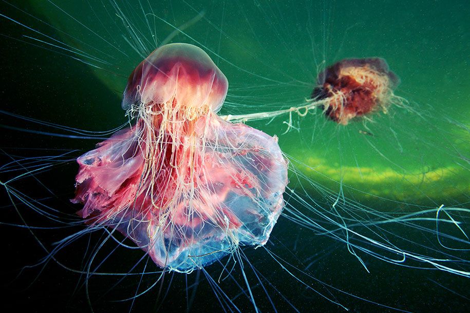 medūza-povandeninė fotografija-Aleksandras-Semenovas-22