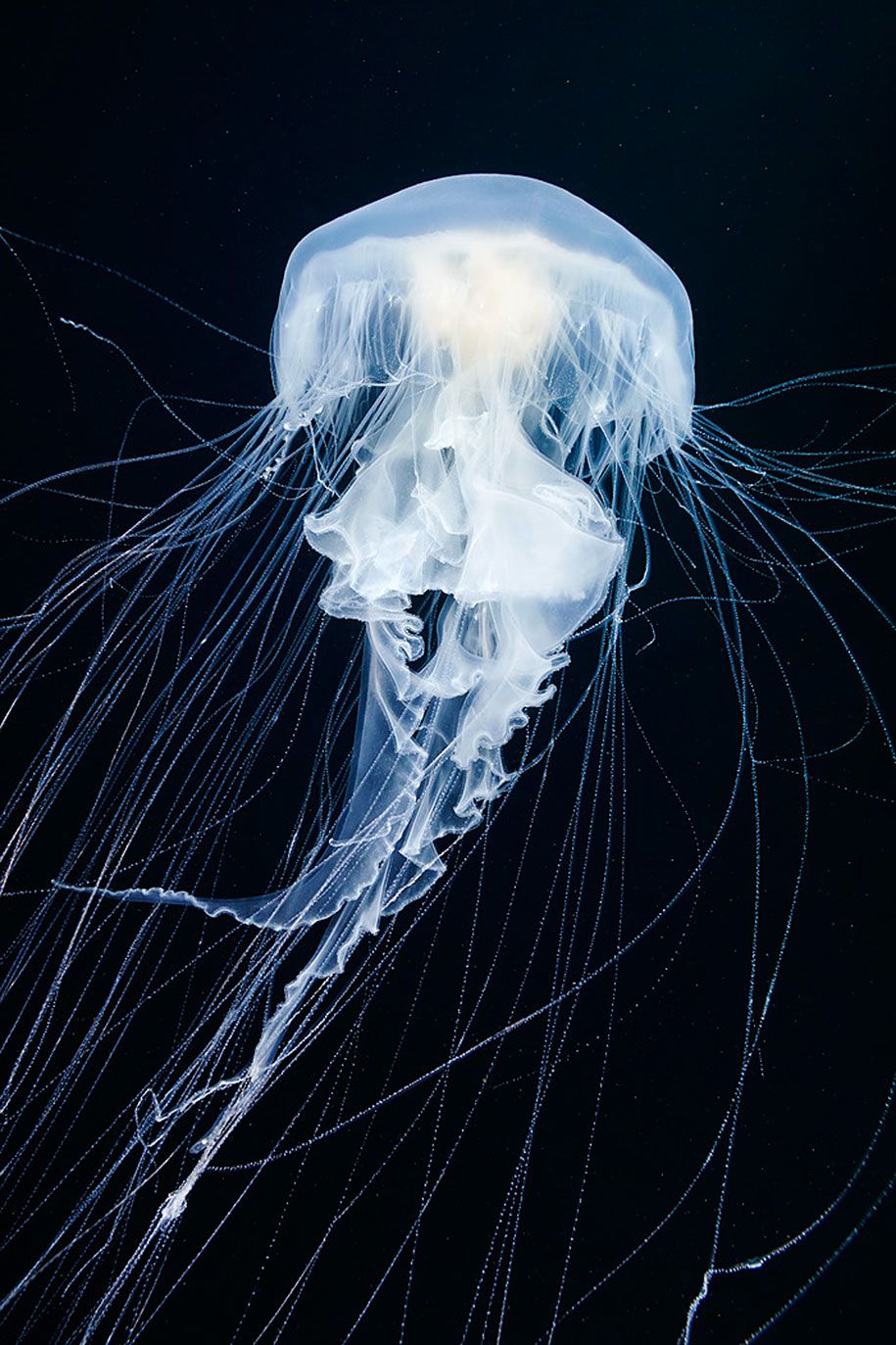 قنديل البحر-التصوير-تحت الماء-الكسندر-سيمينوف -2