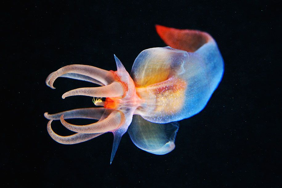 قنديل البحر-التصوير-تحت الماء-الكسندر-سيمينوف -18