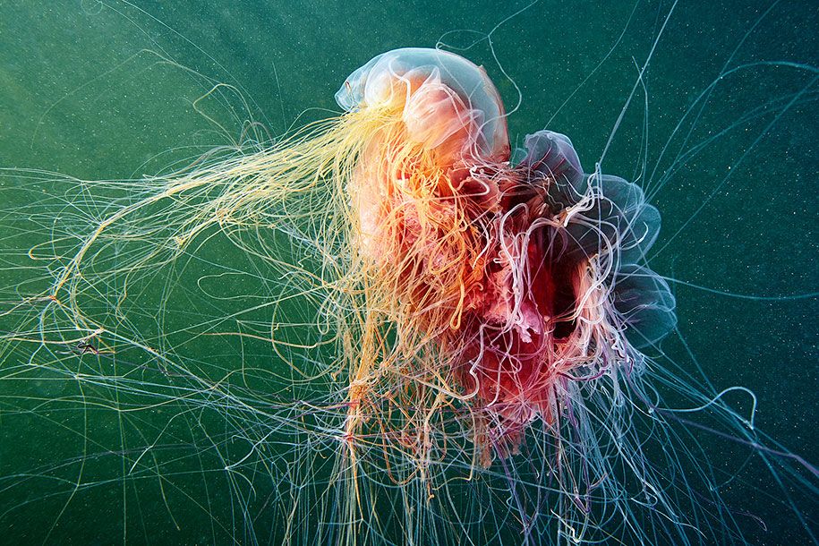 medúza-podvodní fotografie-alexander-spermov-19