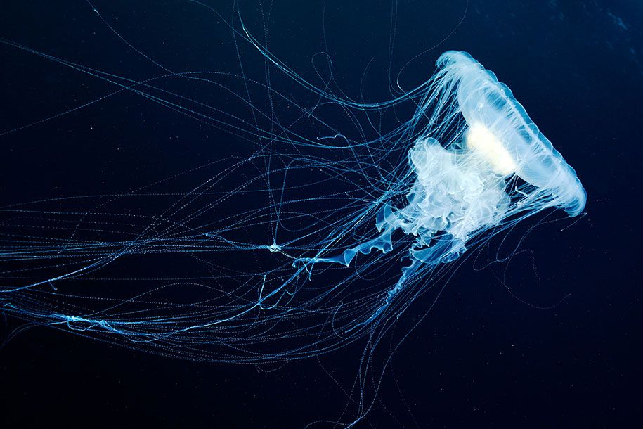 medúza-podvodná-fotografia-alexander-spermov-20