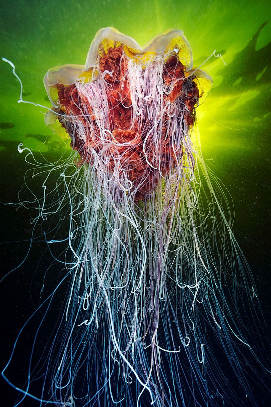 Медуза-подводная-фотография-Александр-Семенов-21