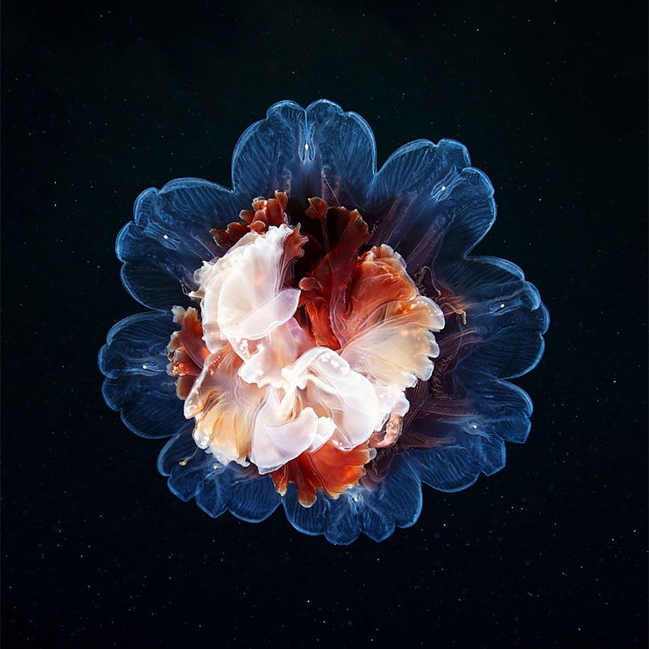 ubur-ubur-bawah air-fotografi-alexander-semenov-3