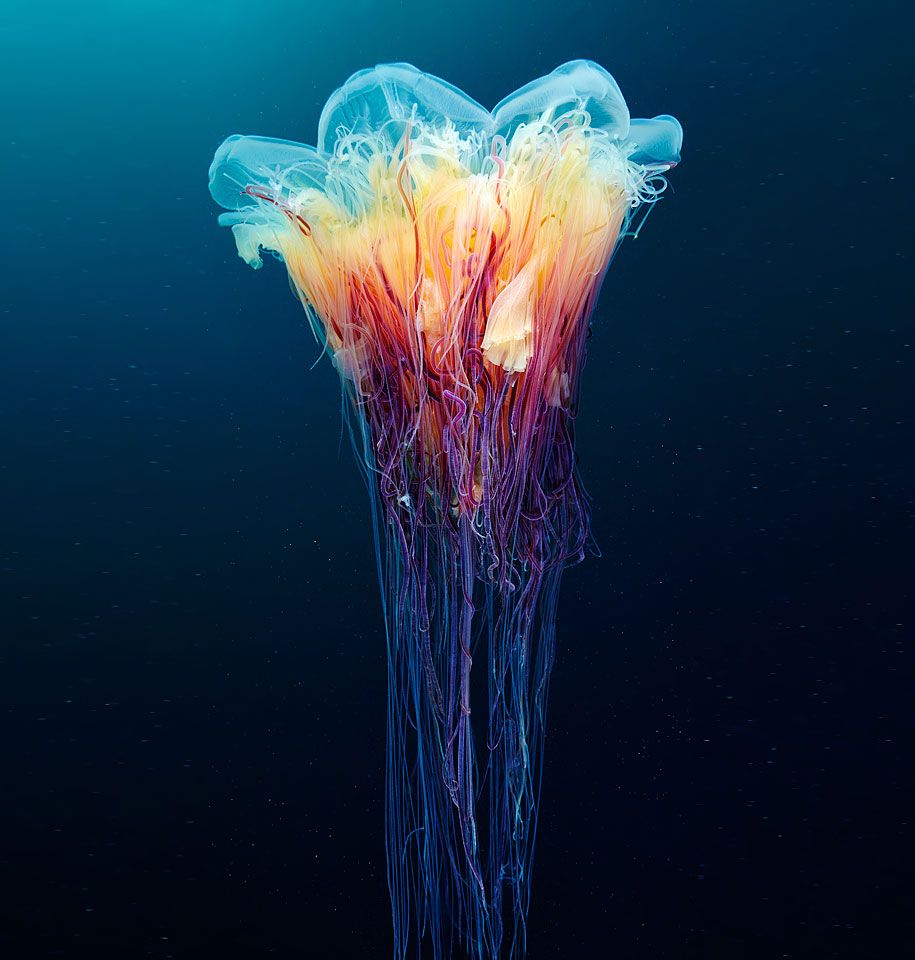قنديل البحر-التصوير-تحت الماء-الكسندر-سيمينوف-4