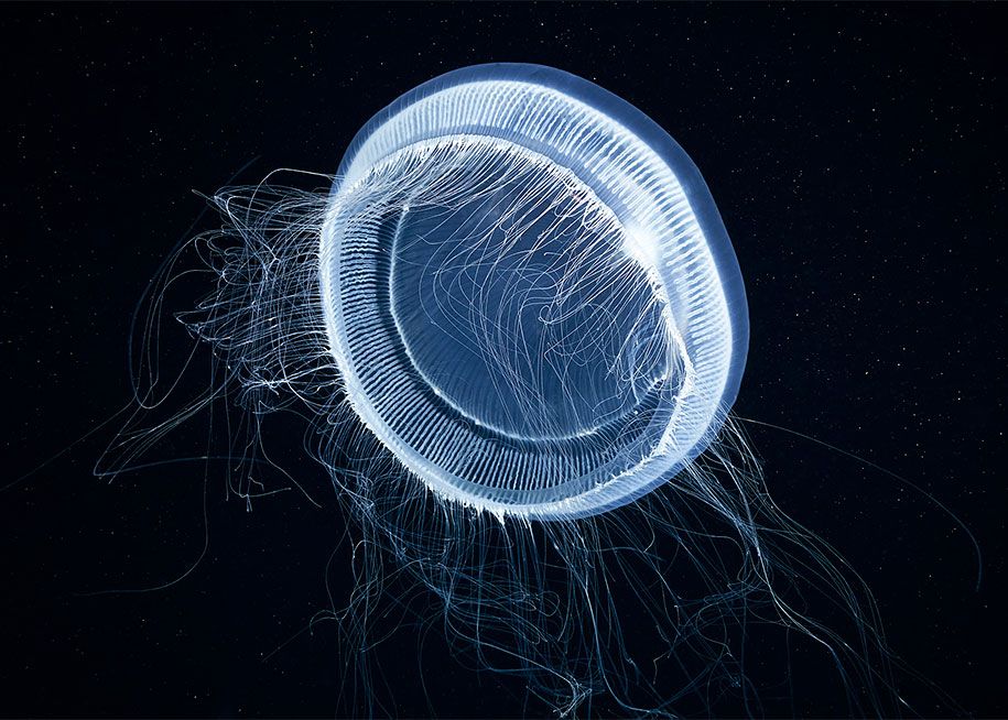 água-viva-fotografia subaquática-alexander-semenov-5
