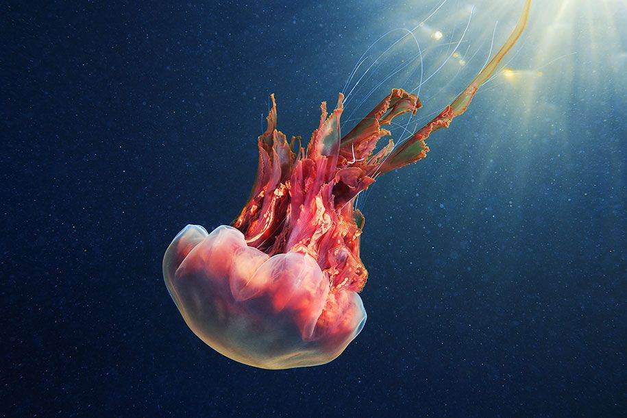 medusas-fotografía-submarina-alexander-semenov-6