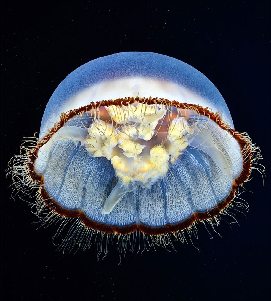 ubur-ubur-bawah air-fotografi-alexander-semenov-7