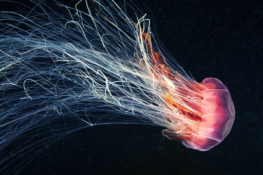 قنديل البحر-التصوير-تحت الماء-الكسندر-سيمينوف -8