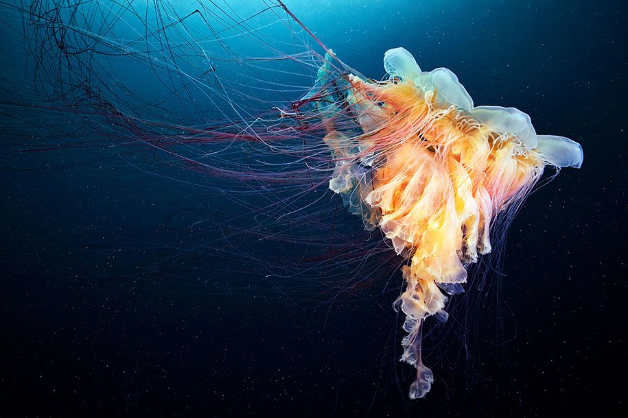 قنديل البحر-التصوير-تحت الماء-الكسندر-سيمينوف -9