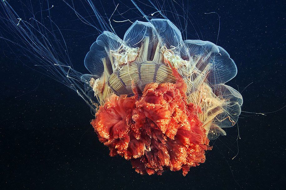 قنديل البحر-التصوير-تحت الماء-الكسندر-سيمينوف -1