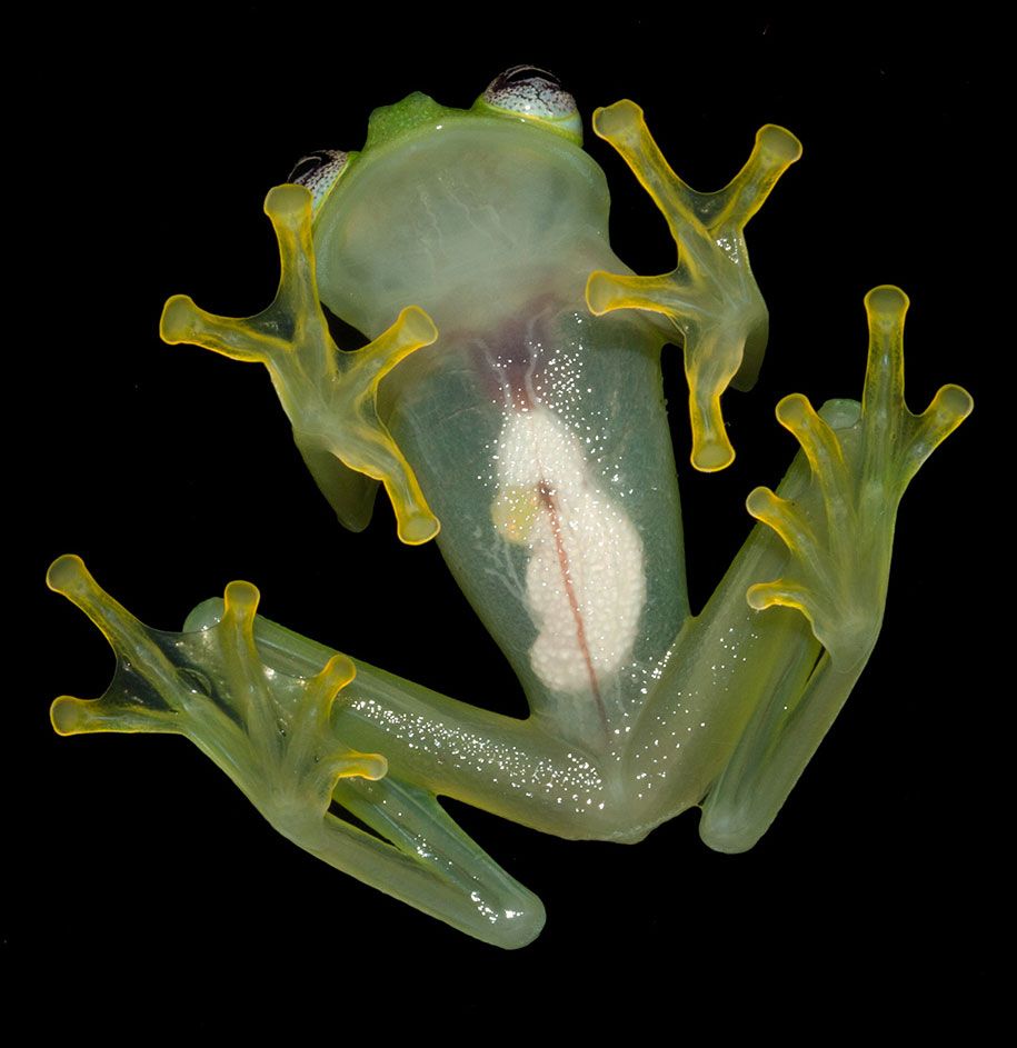kermit-żaba-lookalike-diane-bare-hearted-glassfrog-costa-rica-06