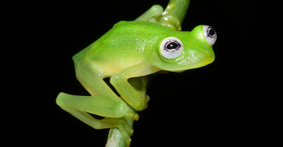 kermit-żaba-lookalike-diane-bare-hearted-glassfrog-costa-rica-05