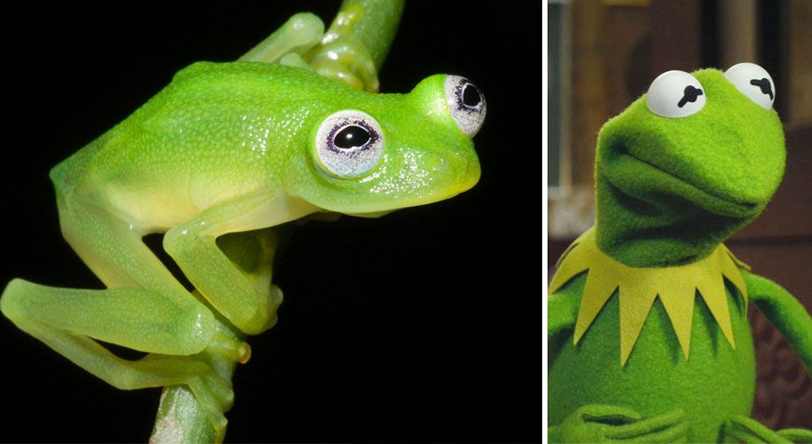 kermit-żaba-lookalike-diane-bare-hearted-glassfrog-costa-rica-04