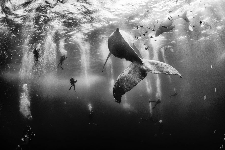 प्रकृति विजेता 2015 के राष्ट्रीय-भौगोलिक-यात्री-फोटो-प्रतियोगिता-10