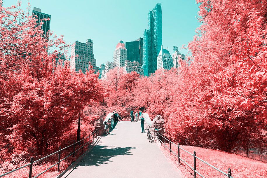 rosa-gefärbte-New-York-Central-Park-Paolo-Pettigiani-2