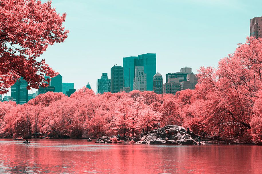 rosa-gefärbte-New-York-Central-Park-Paolo-Pettigiani-3