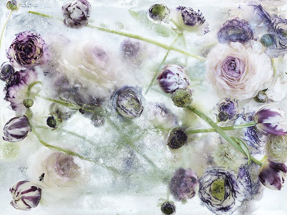 запертые-в-эфире-замороженные цветы-кендзи-шибата-3