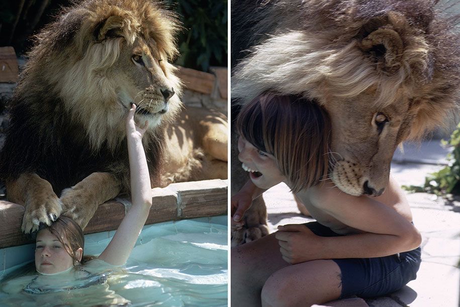 roar-leijona-neil-elokuva-valokuvaus-michael-rougier-2