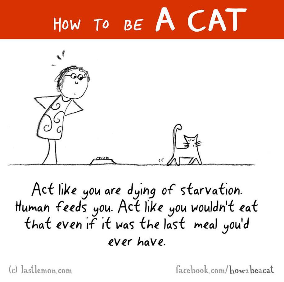 smiješna-ilustracija-vodič-kako-biti-mačka-Lisa-Swerling-Ralph-Lazar-42
