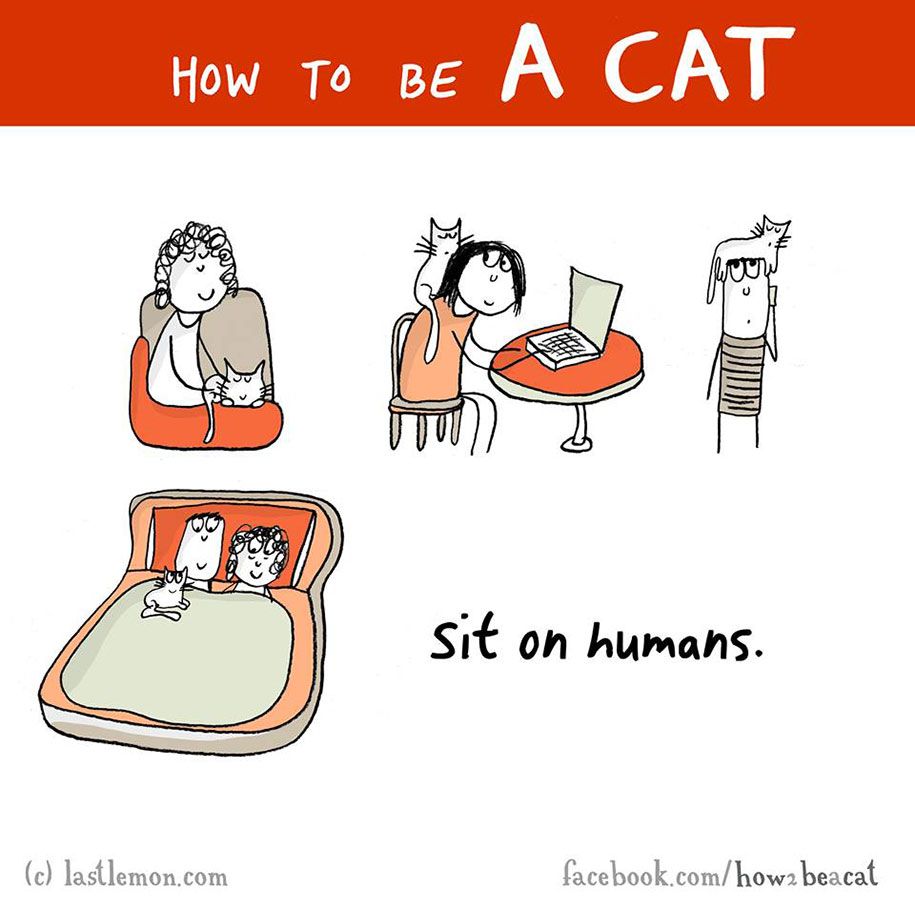 איור-מצחיק-מדריך-איך-להיות-חתול-ליסה-סוורלינג-ראלף-לזר -98
