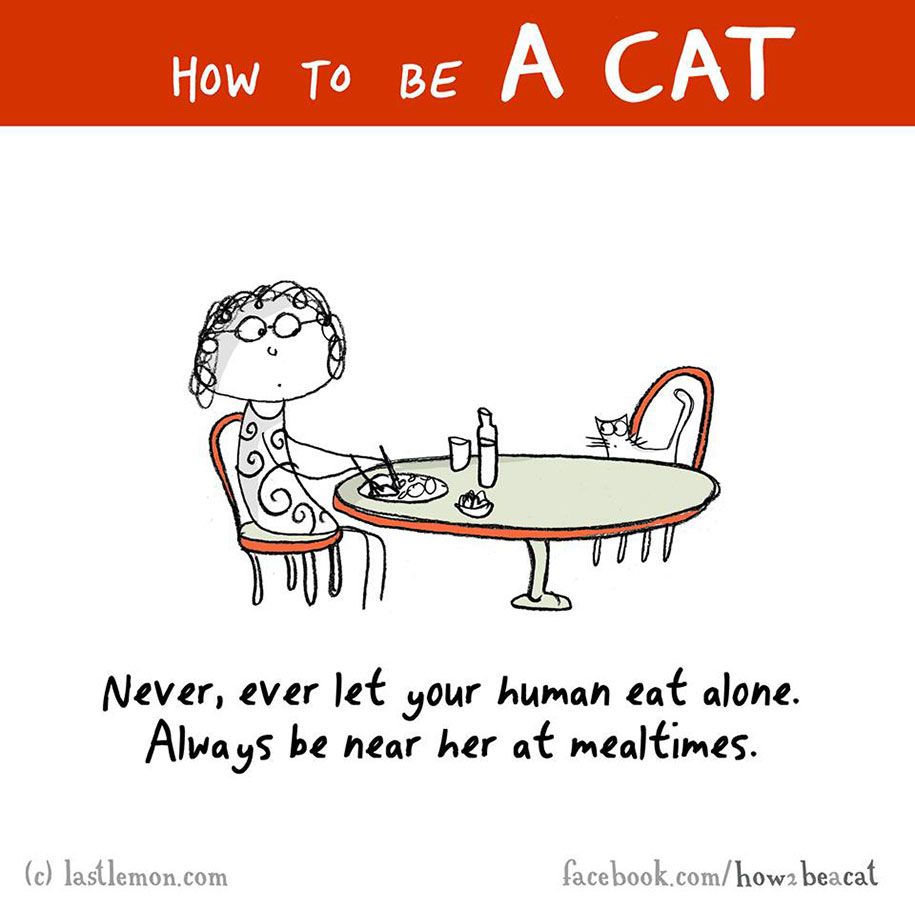 smiješna-ilustracija-vodič-kako-biti-mačka-Lisa-Swerling-Ralph-Lazar-44