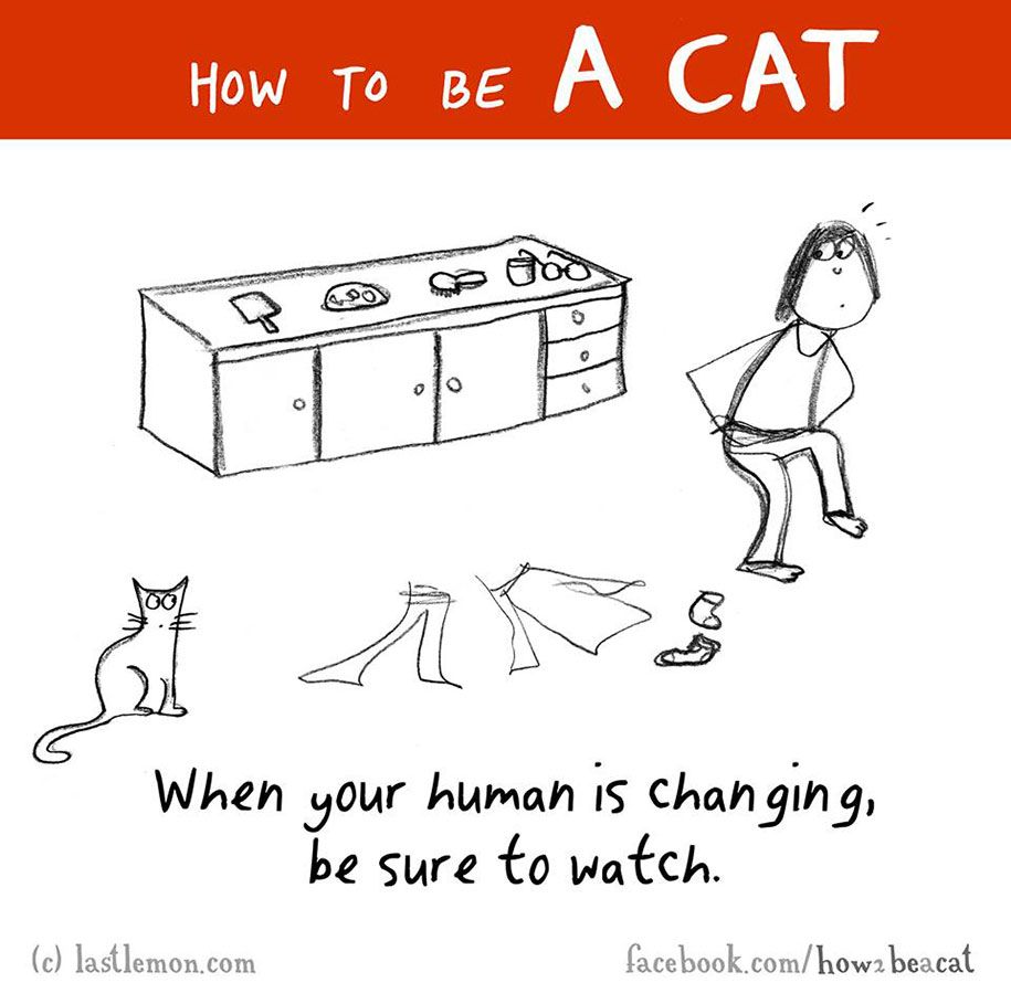 забавна-илюстрация-ръководство-как-да-бъда-котка-лиза-стърлинг-ралф-лазар-8