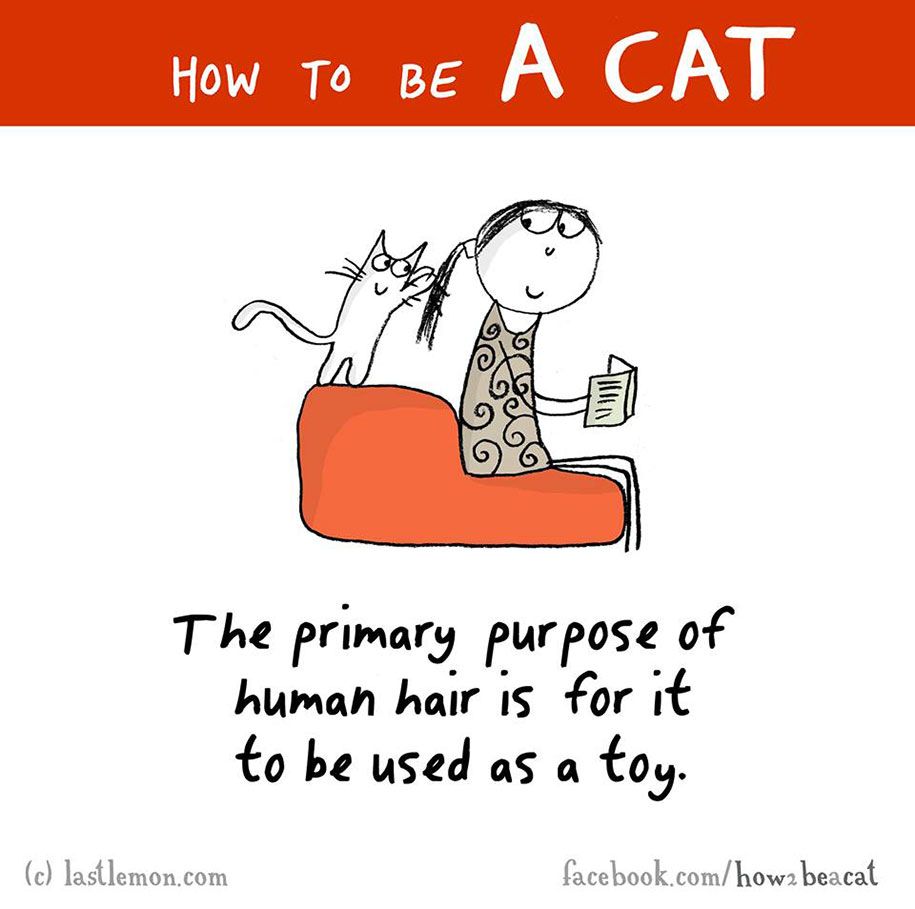 забавна-илюстрация-ръководство-как-да-бъда-котка-лиза-стърлинг-ралф-лазар-6