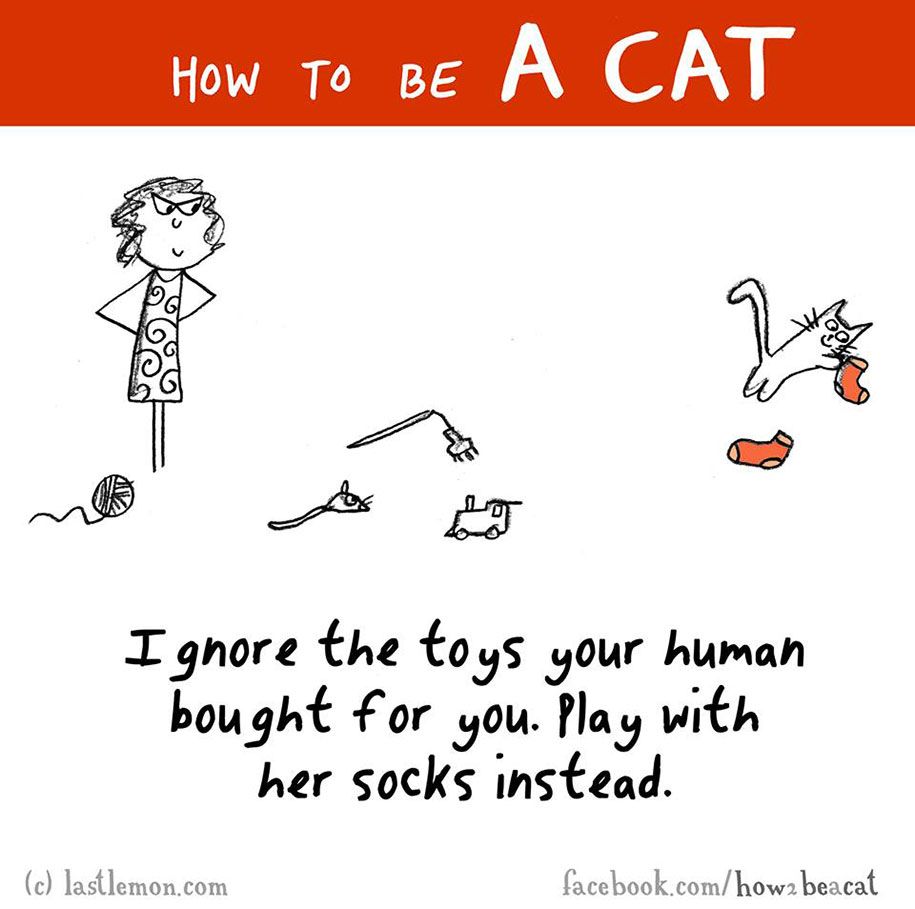 забавна-илюстрация-ръководство-как-да-бъда-котка-лиза-стърлинг-ралф-лазар-25