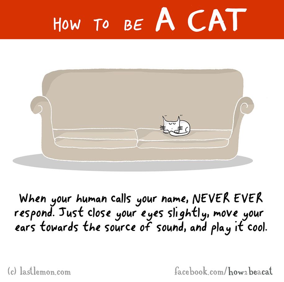 забавна-илюстрация-ръководство-как-да-бъда-котка-лиза-стърлинг-ралф-лазар-2