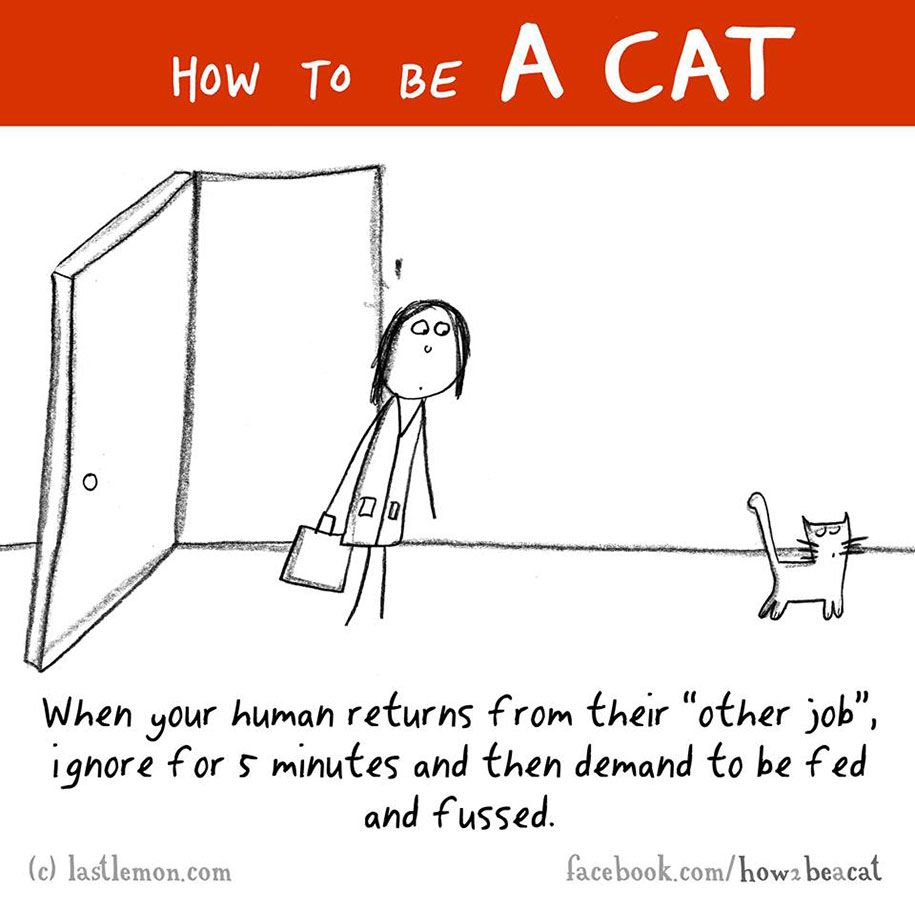 smiješna-ilustracija-vodič-kako-biti-mačka-Lisa-Swerling-Ralph-Lazar-38