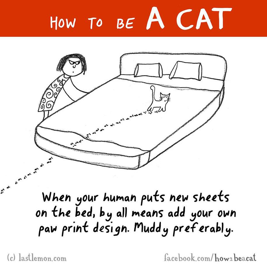 smiješna-ilustracija-vodič-kako-biti-mačka-Lisa-Swerling-Ralph-Lazar-61