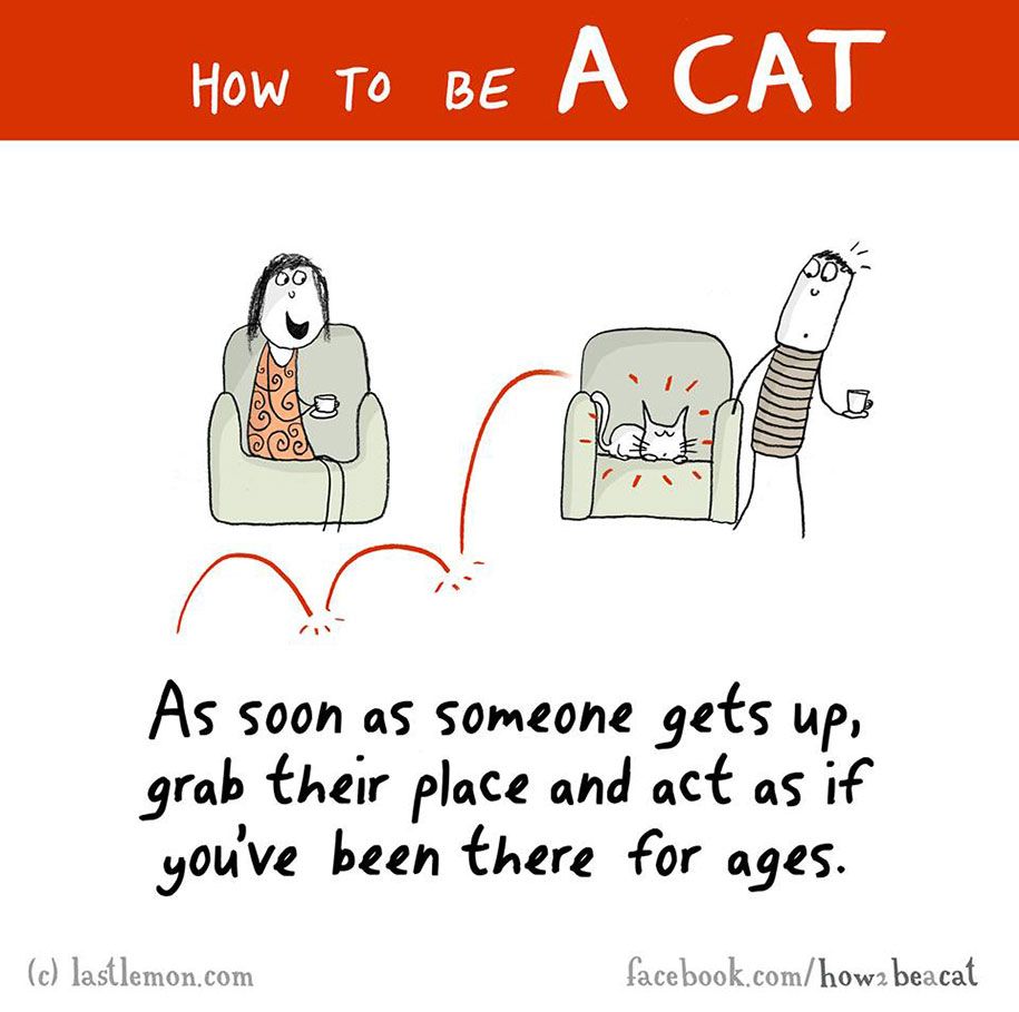 smiješna-ilustracija-vodič-kako-biti-mačka-Lisa-Swerling-Ralph-Lazar-82