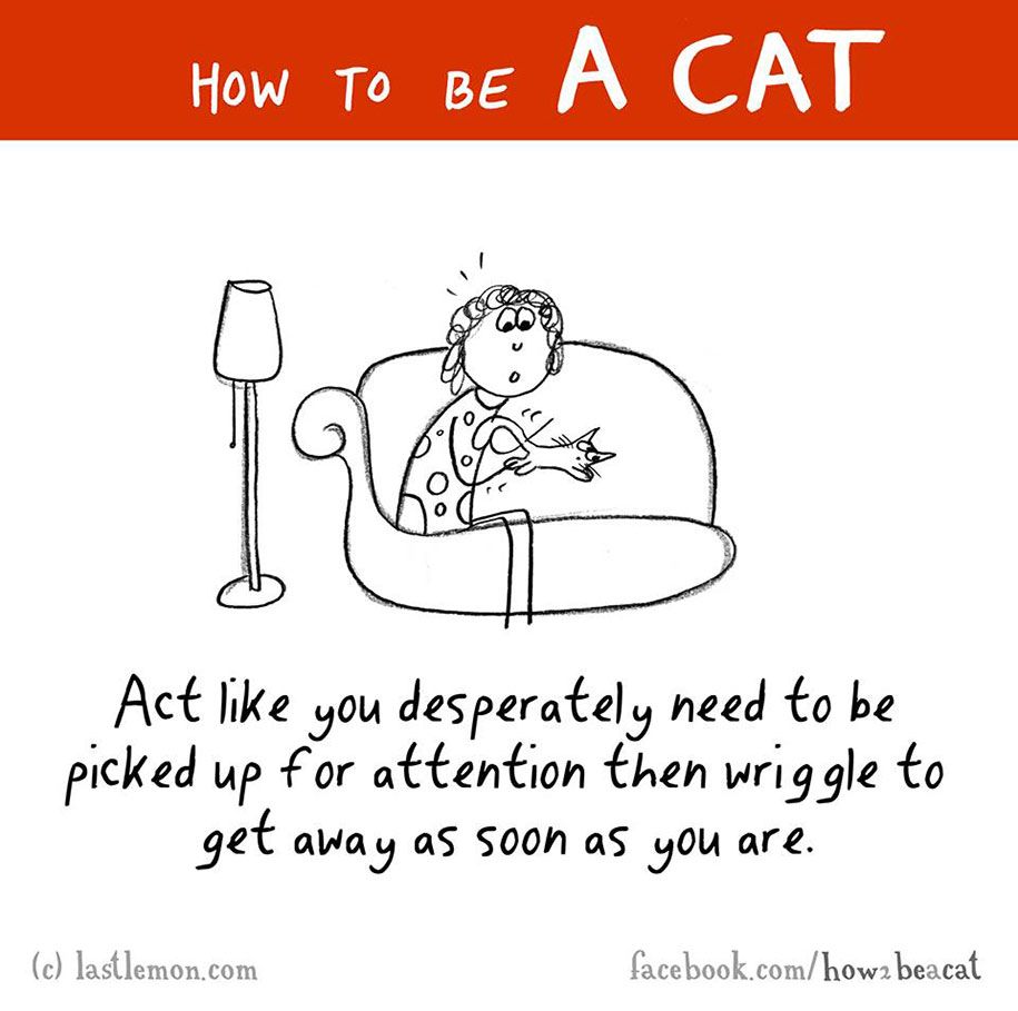 איור-מצחיק-מדריך-איך-להיות-חתול-ליסה-סוורלינג-ראלף-לזר -37