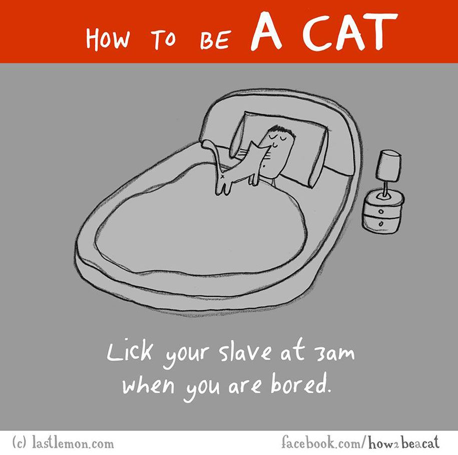 איור-מצחיק-מדריך-איך-להיות-חתול-ליסה-מתפתל-ראלף-לזר-14