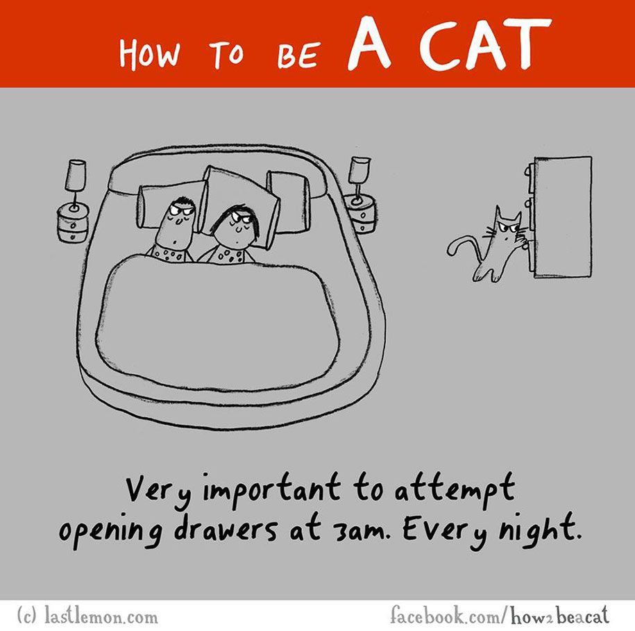 smiješna-ilustracija-vodič-kako-biti-mačka-Lisa-Swerling-Ralph-Lazar-51